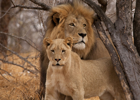 Verdt å vite om Chobe og Kruger nasjonalparker