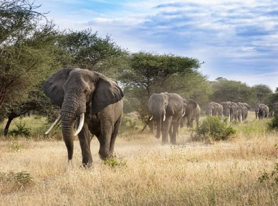 Elefanter Istock Credit Dennis Stogsdill