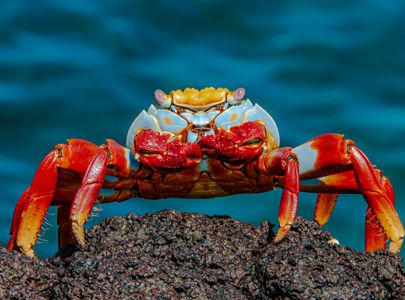 Eventyrlige Galapagos og flotte Ecuador