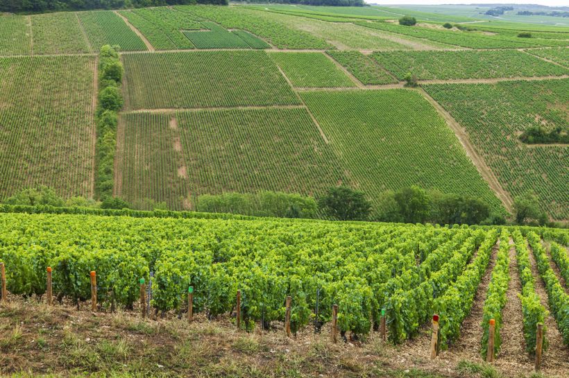 Chablis og Champagne med Temareiser Fredrikstad