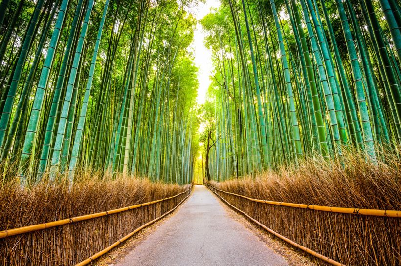Bamboo Forest Of Kyoto Credit Seanpavonephoto