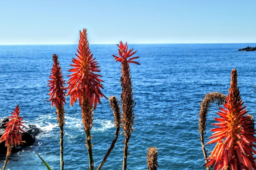 Reise til blomsterøya Madeira med Temareiser Fredrikstad