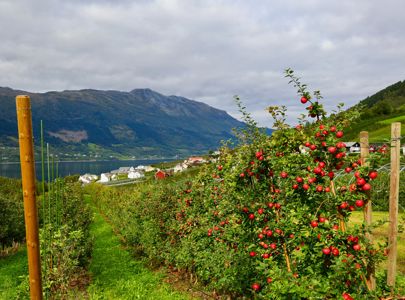 Seilas i vestlandsfjordene med Hurtigruten og Temareiser Fredrikstad