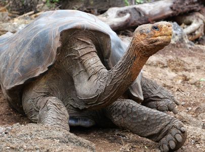 Eventyrlige Galapagos og flotte Ecuador