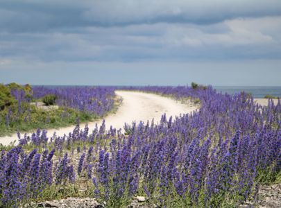 Gotland Lavendel Istock Credit Claranila