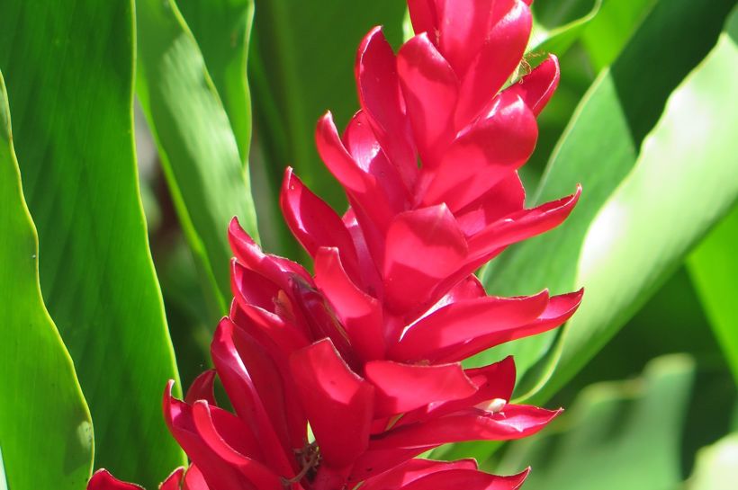 En reise i kultur og historie til Hawaii med Temareiser Fredrikstad