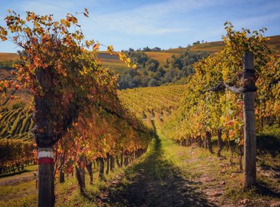 Reise til Piemonte, Barolo og Triora med Temareiser Fredrikstad