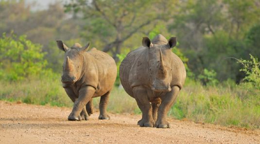 Opplevelsesreise til Sør-Afrika med Temareiser Fredrikstad, Verdt å vite om Chobe og Kruger nasjonalparker