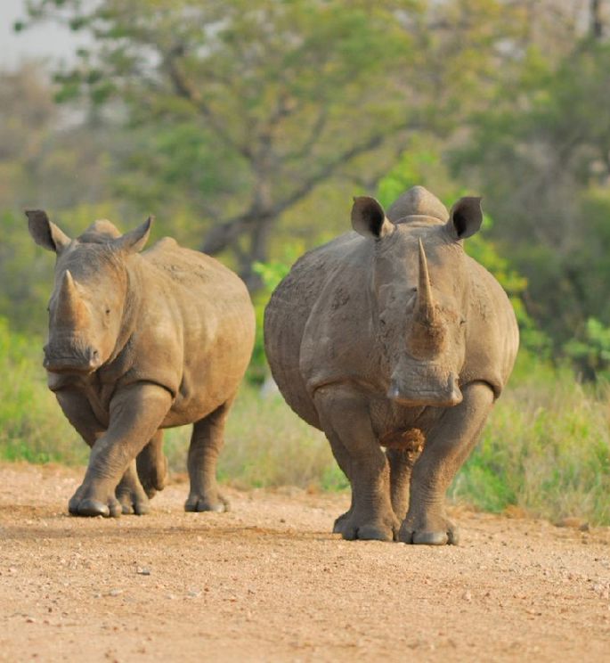 Opplevelsesreise til Sør-Afrika med Temareiser Fredrikstad, Verdt å vite om Chobe og Kruger nasjonalparker