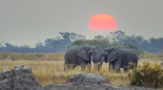 Reise til Afrika med Temareiser Fredrikstad, Safari i Afrika - Zimbabwe, Zambia og Botswana med Temareiser Fredrikstad, De fem store dyrene i Afrika