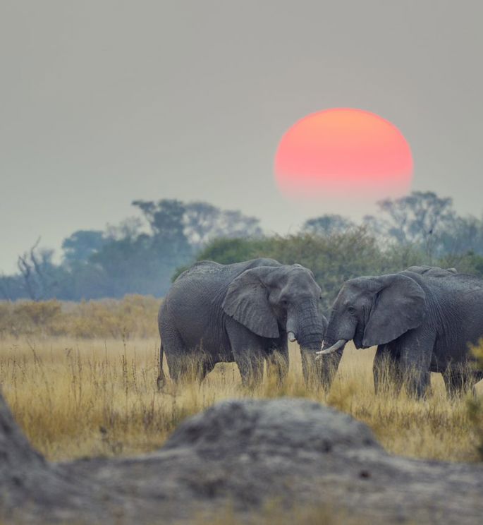 Reise til Afrika med Temareiser Fredrikstad, Safari i Afrika - Zimbabwe, Zambia og Botswana med Temareiser Fredrikstad, De fem store dyrene i Afrika