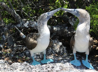 Eventyrlige Galapagos og flotte Ecuador