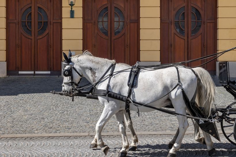 Operatur til Wien med Temareiser Fredrikstad,Operareise til Wien med Temareiser Fredrikstad