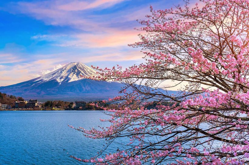 01 Fuji Kirsebaertraer