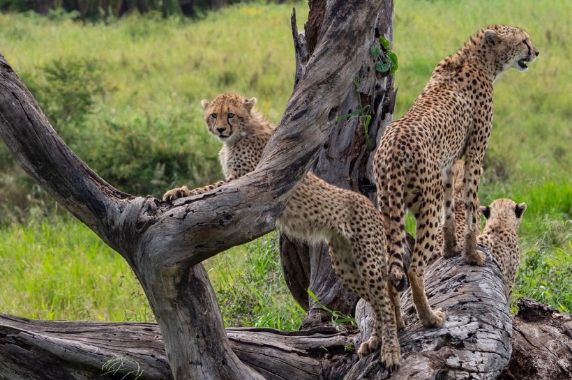 Animals Okavango Istock Credit Wirestock