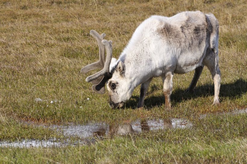 Reise til fantastiske Svalbard med Temareiser Fredrikstad