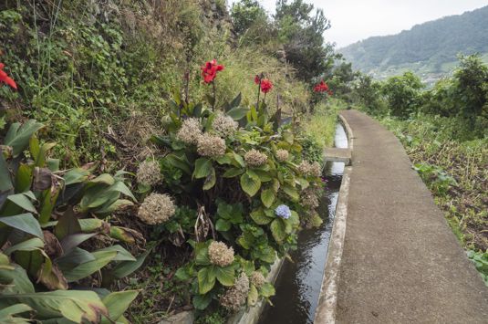 Reise til blomsterøya Madeira med Temareiser Fredrikstad