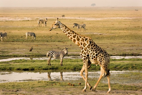 Verdt å vite om Chobe og Kruger nasjonalparker