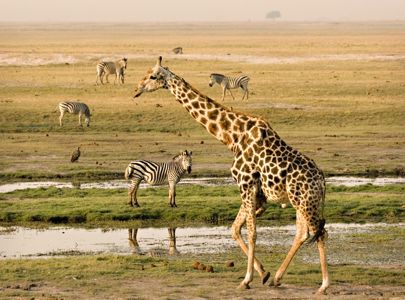 Safari i Afrika - Zimbabwe, Zambia og Botswana med Temareiser Fredrikstad