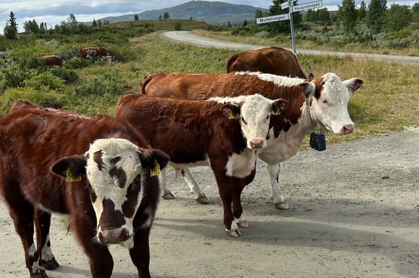 Bussreise til Valdres med Temareiser Fredrikstad