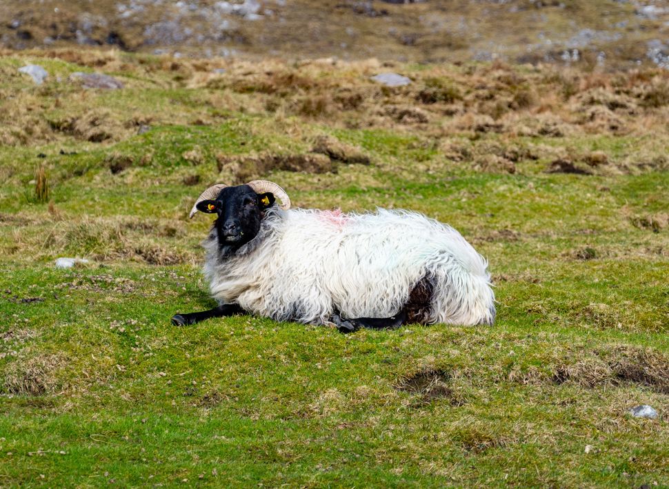 Reise til historiske Irland med Temareiser Fredrikstad
